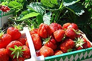 Die Erdbeeren sind reif